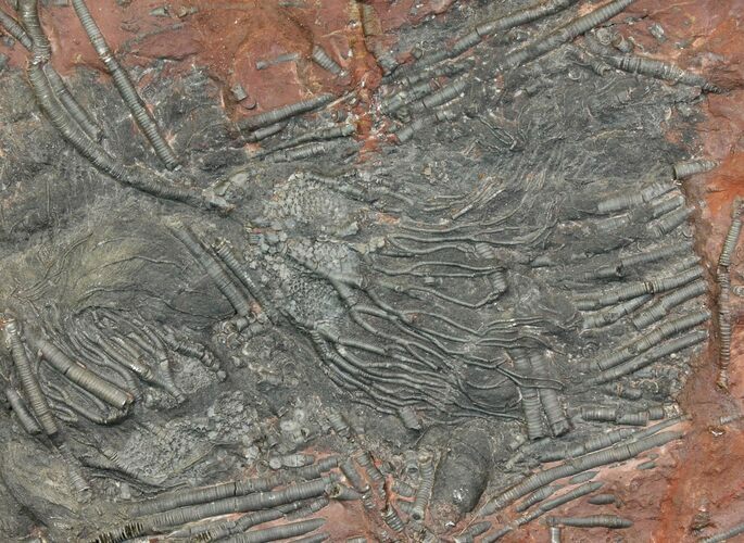Silurian Fossil Crinoid (Scyphocrinites) Plate - Morocco #118527